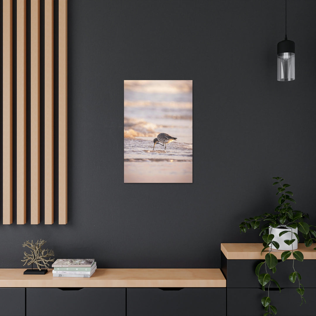 Willet Itch - Canvas