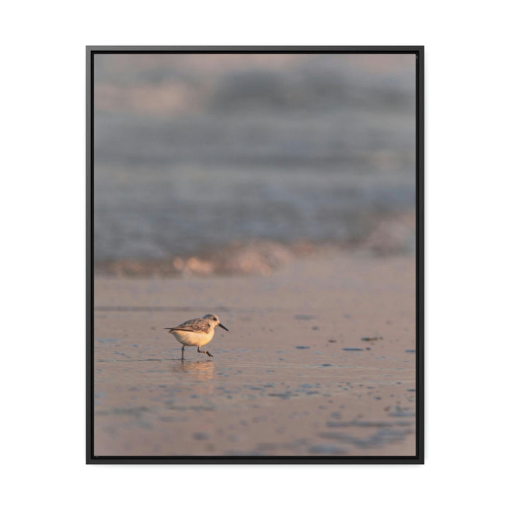 Sanderling in Soft Dusk Light - Canvas with Frame