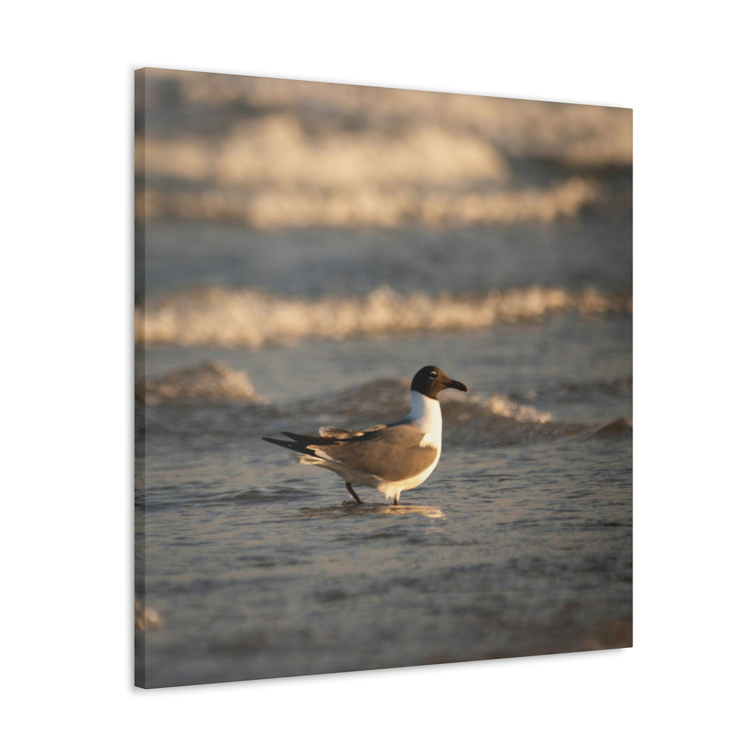 Laughing Gull in the Surf - Canvas