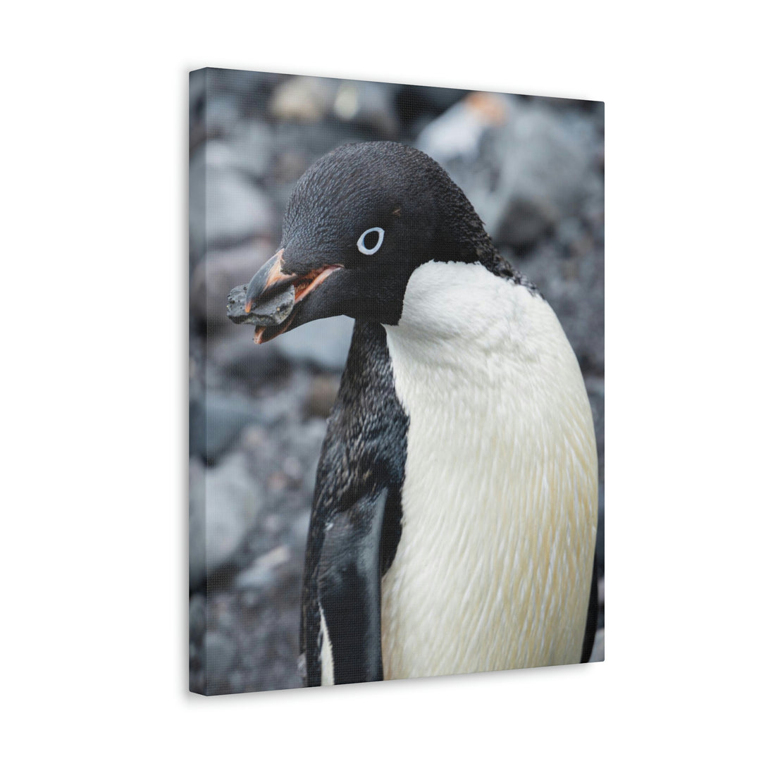 A Penguin's Pebble - Canvas