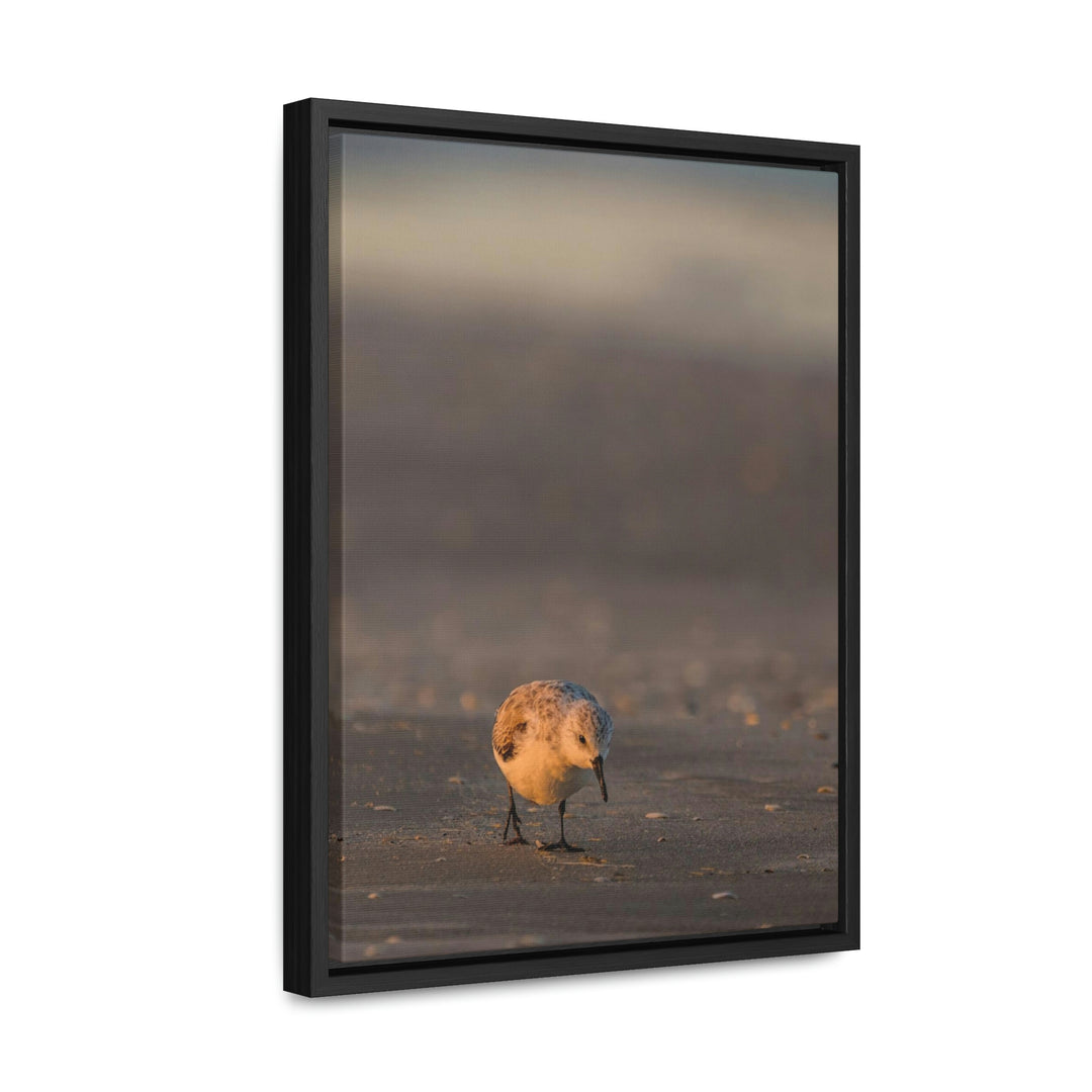 Feeding Sanderling - Canvas with Frame