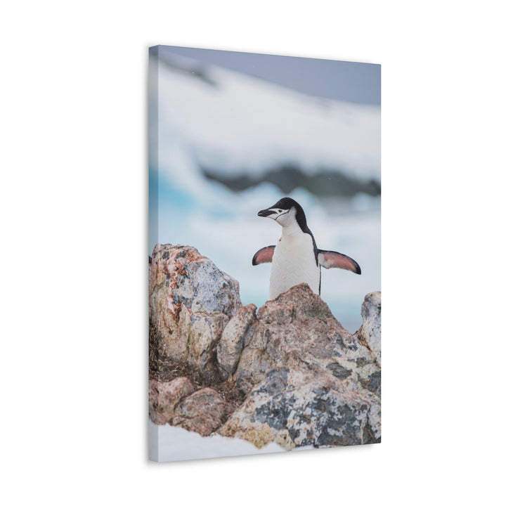 Stretched Penguin - Canvas