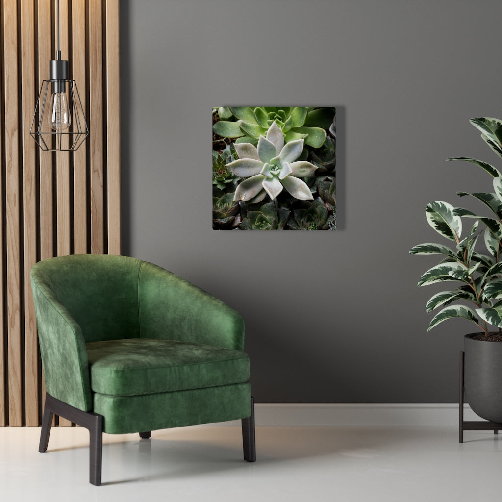 Succulent - Array - Canvas