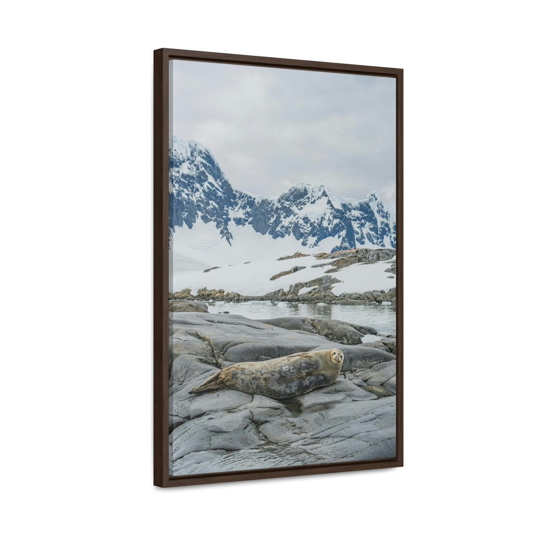 Weddell Relaxing - Canvas with Frame