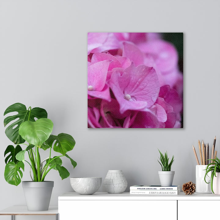 Pink Hydrangea Detail - Canvas