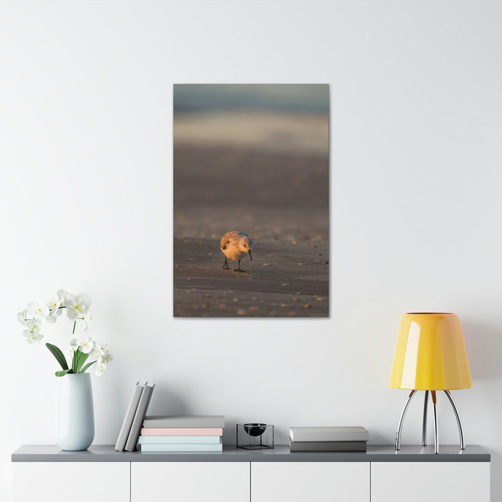 Feeding Sanderling - Canvas