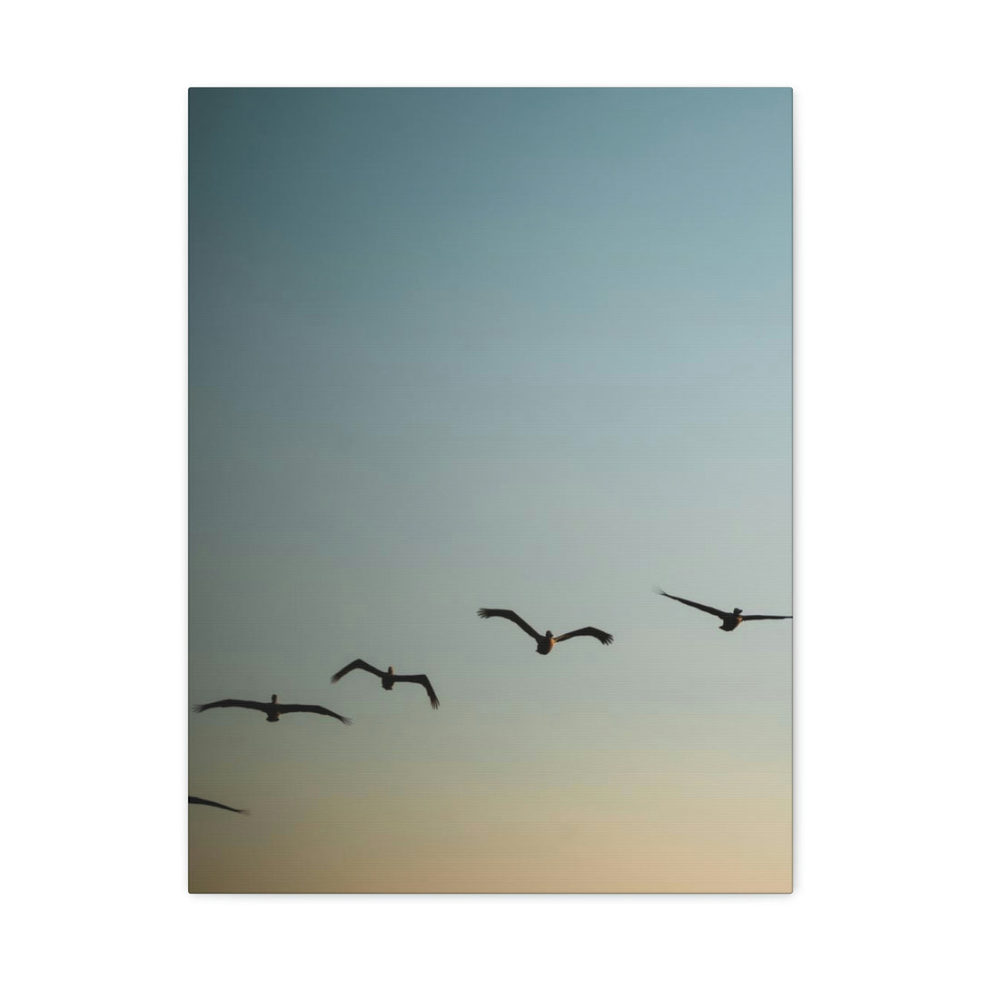 Brown Pelicans in Flight - Canvas