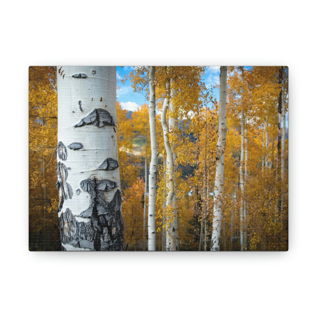 Aspens Changing - Canvas