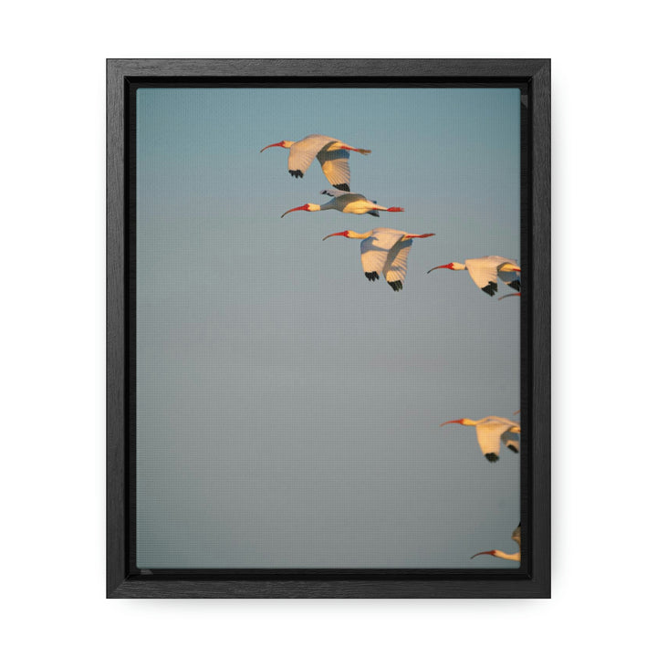 White Ibis in Flight - Canvas with Frame