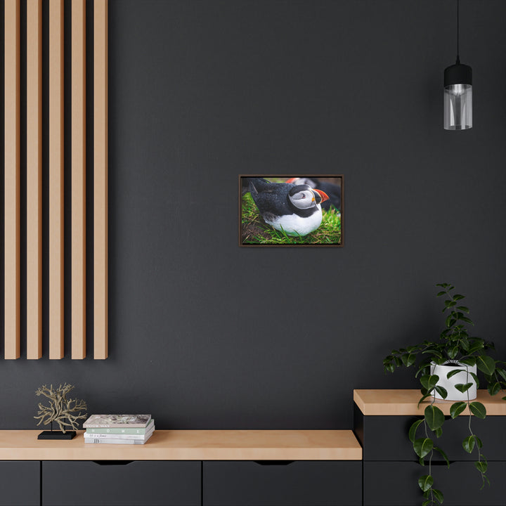 Resting Puffin - Canvas with Frame