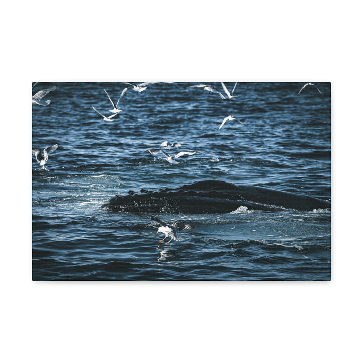 Humpback Hello - Canvas