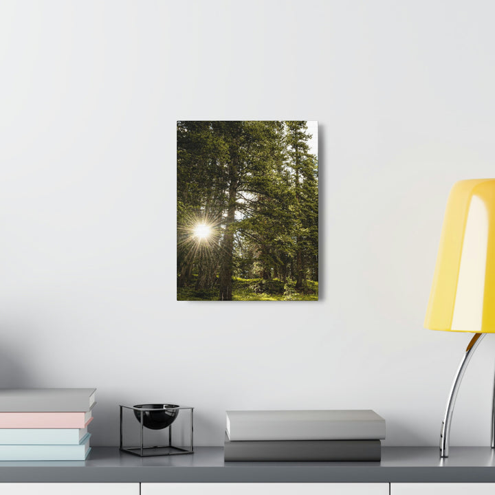 Forest Light - Canvas