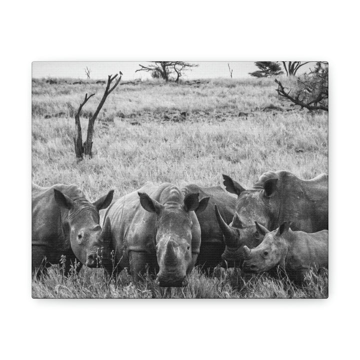 Rhino Family in Black and White - Canvas