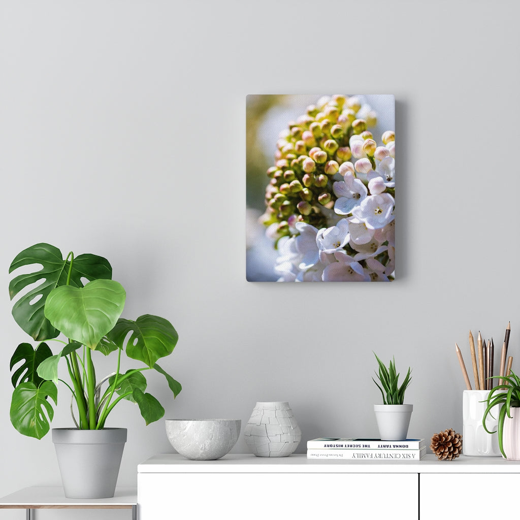 Mid-Bloom - Canvas