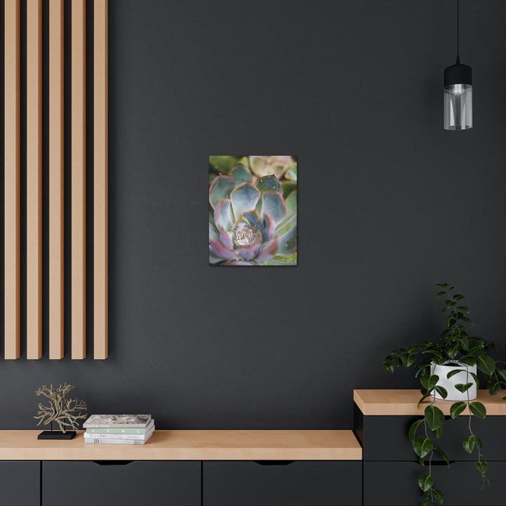 Stunning Succulent - Canvas