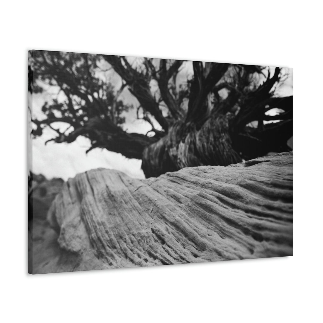 Desert Reach in Black and White - Canvas