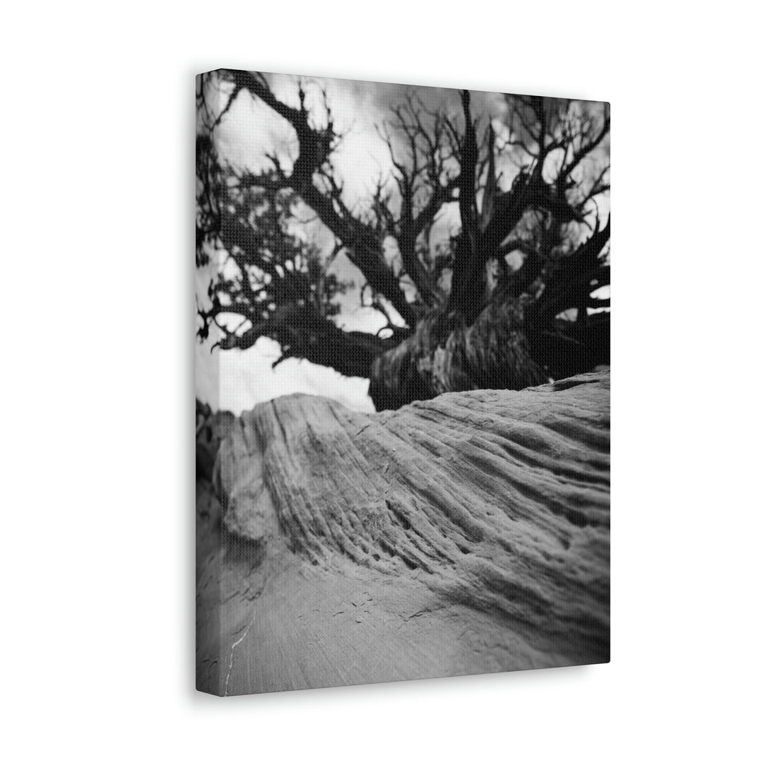 Desert Reach in Black and White - Canvas