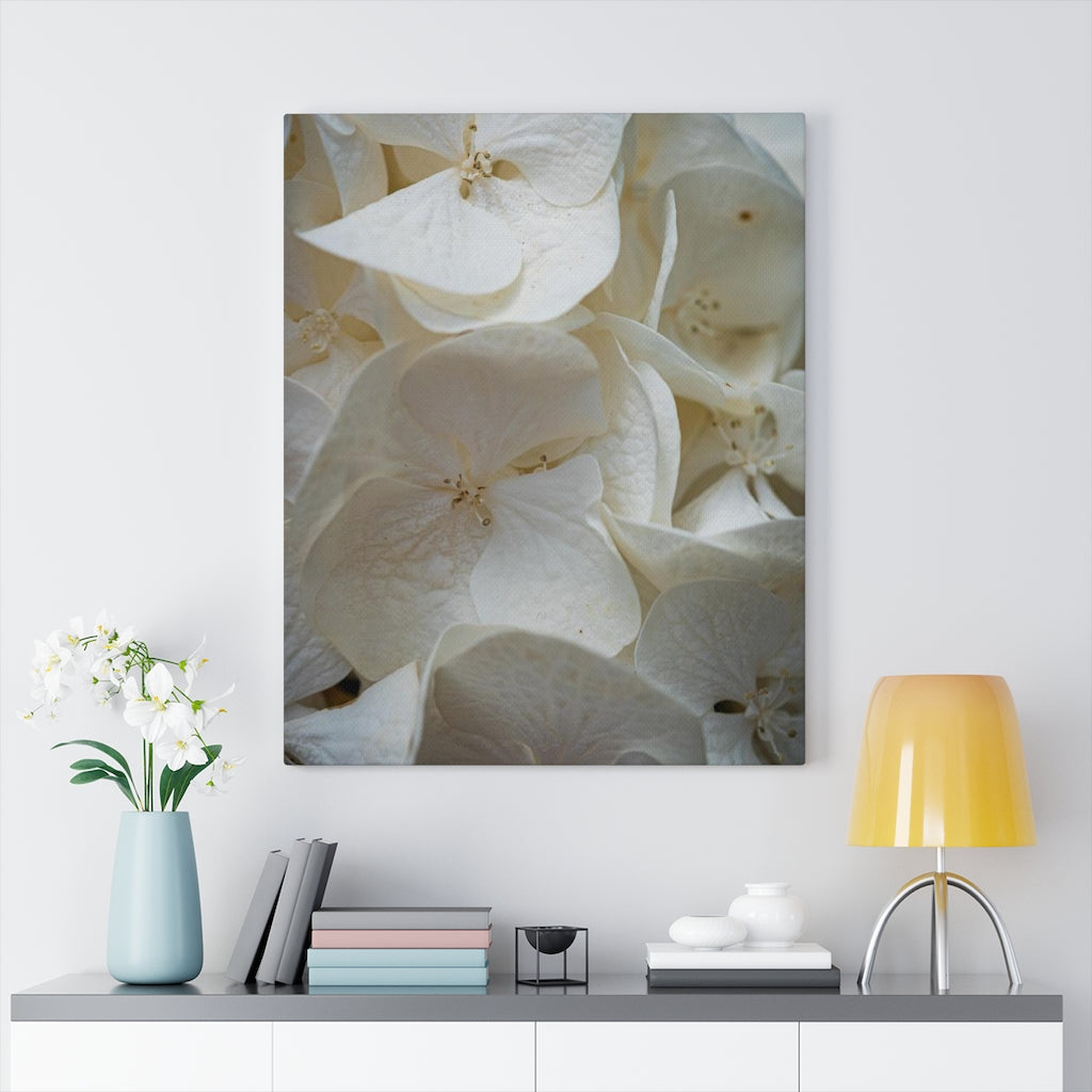 White Hydrangea Detail - Canvas