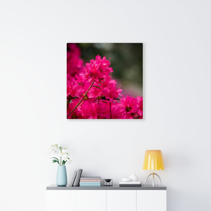 Full Bloom - Canvas