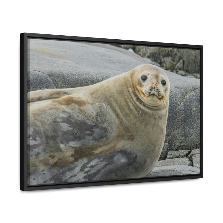 Weddell Smile - Canvas with Frame