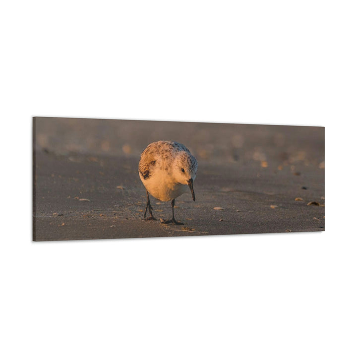 Feeding Sanderling - Canvas