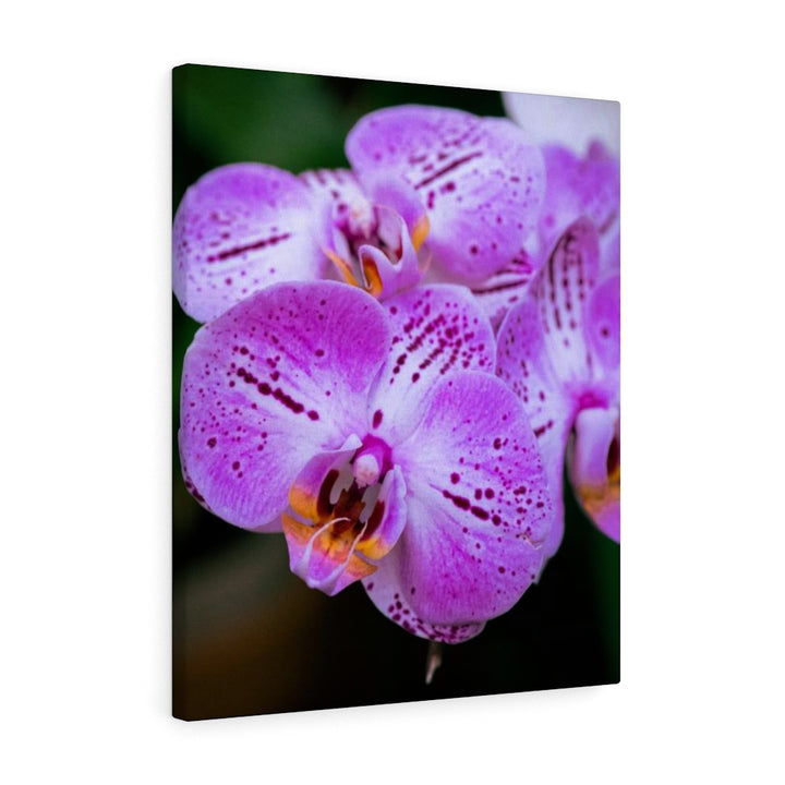 Orchid in Pink - Canvas