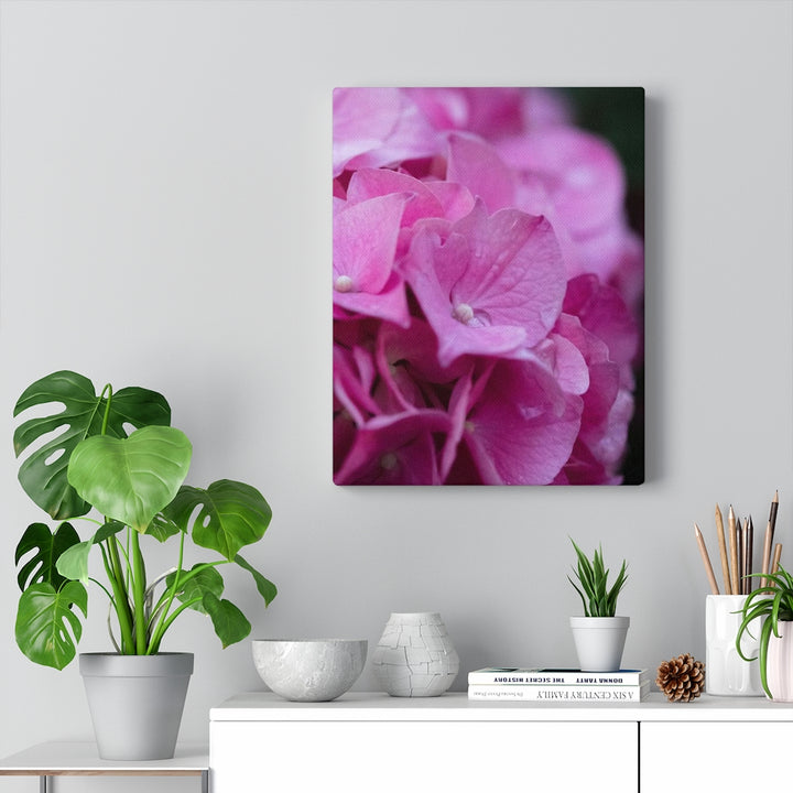 Pink Hydrangea Detail - Canvas