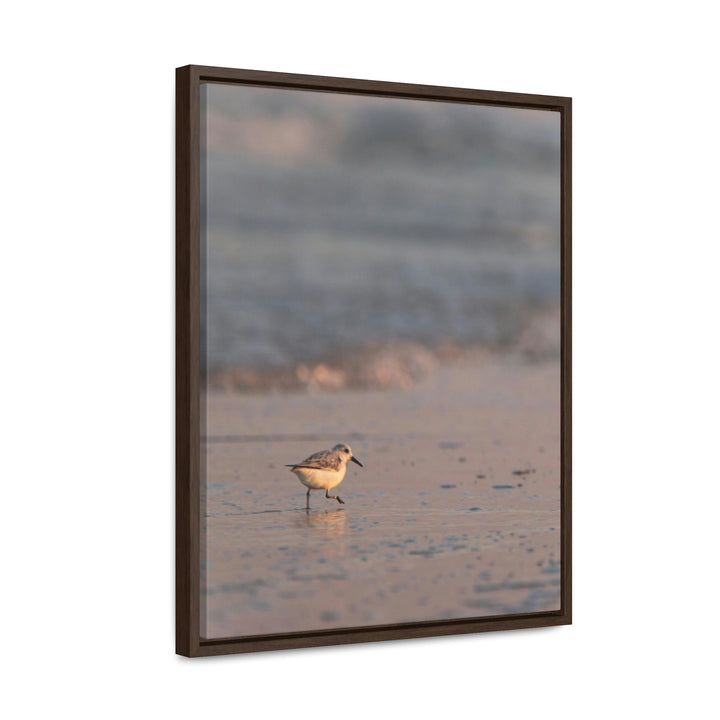 Sanderling in Soft Dusk Light - Canvas with Frame