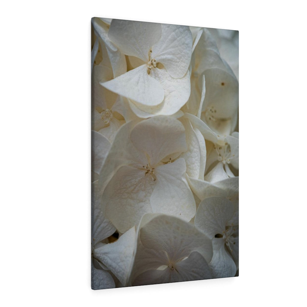 White Hydrangea Detail - Canvas