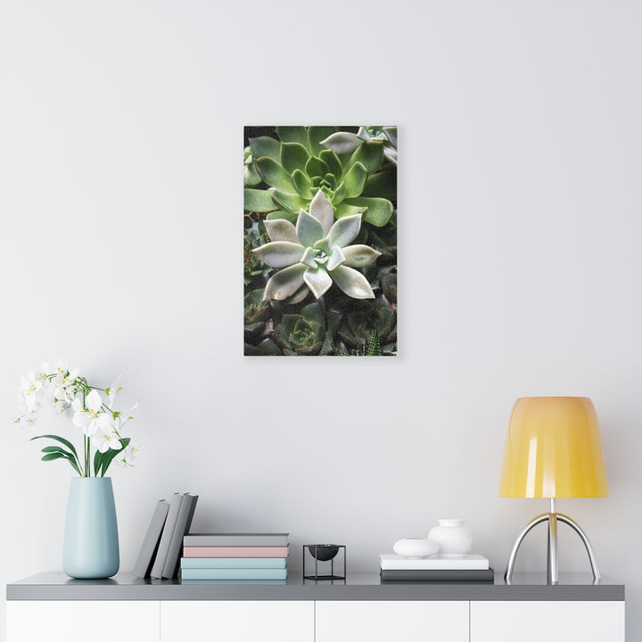 Succulent - Array - Canvas