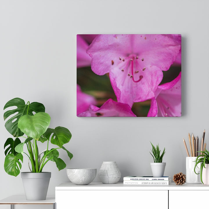 Soft Pinks - Canvas