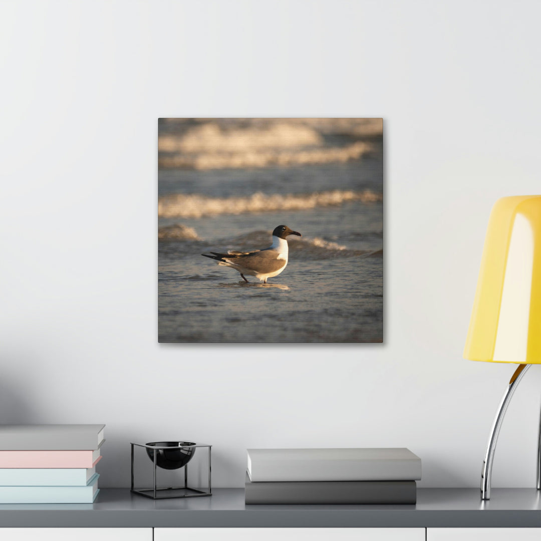 Laughing Gull in the Surf - Canvas