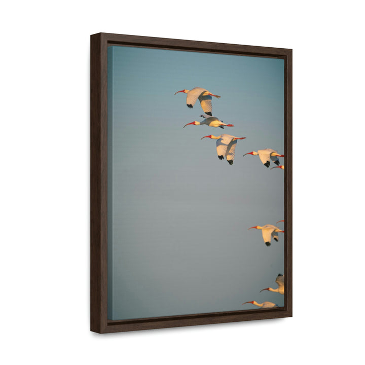 White Ibis in Flight - Canvas with Frame