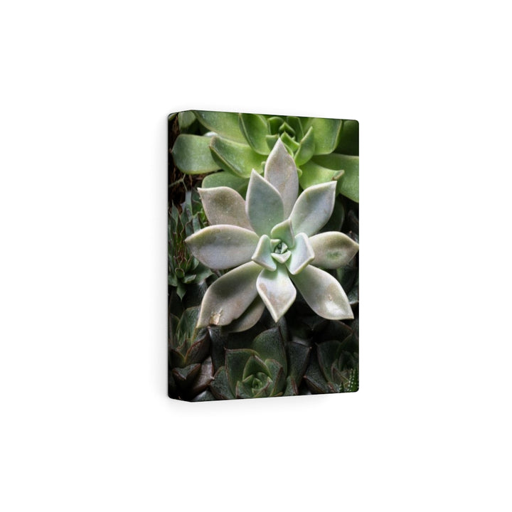 Succulent - Array - Canvas