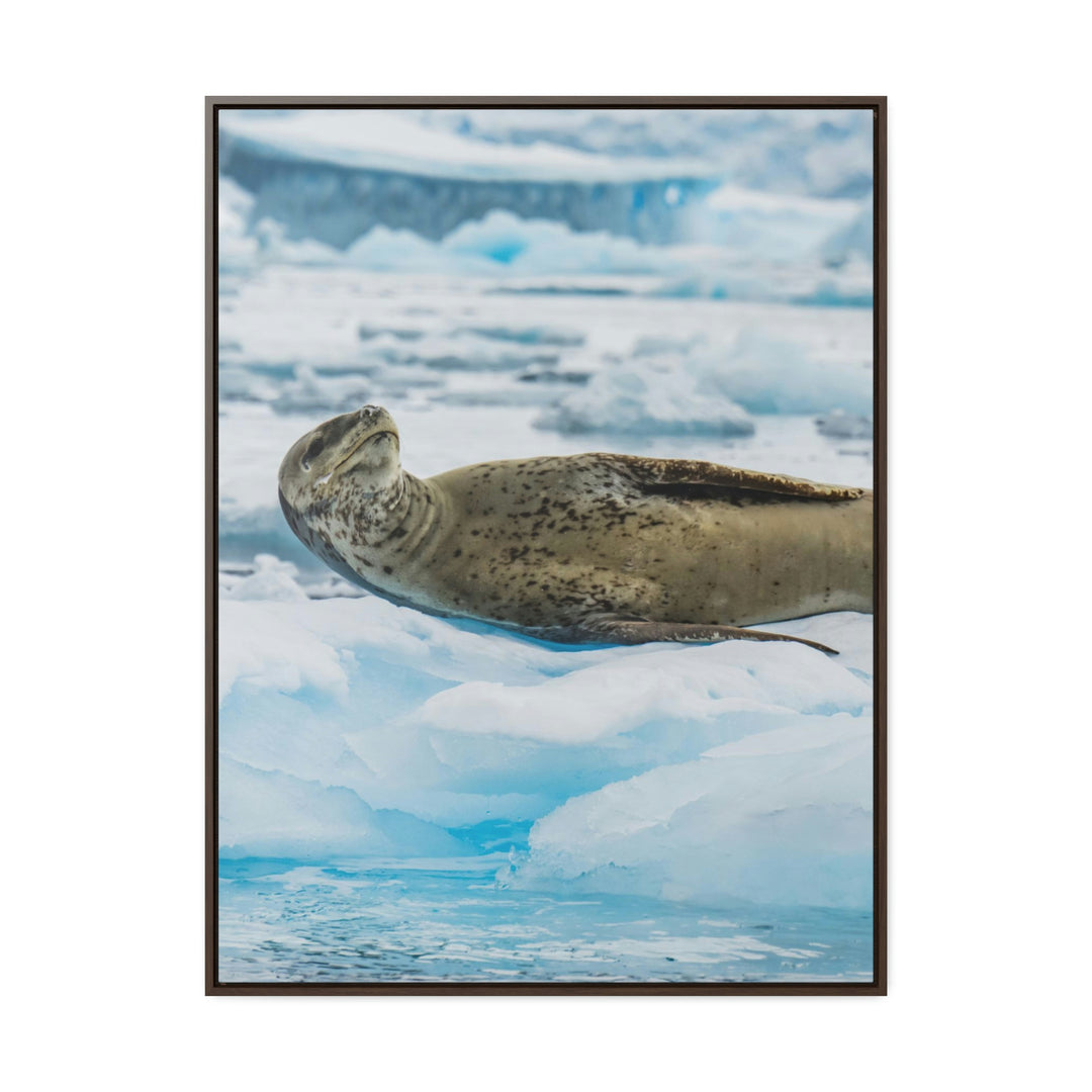 Leopard Seal Relaxing - Canvas with Frame