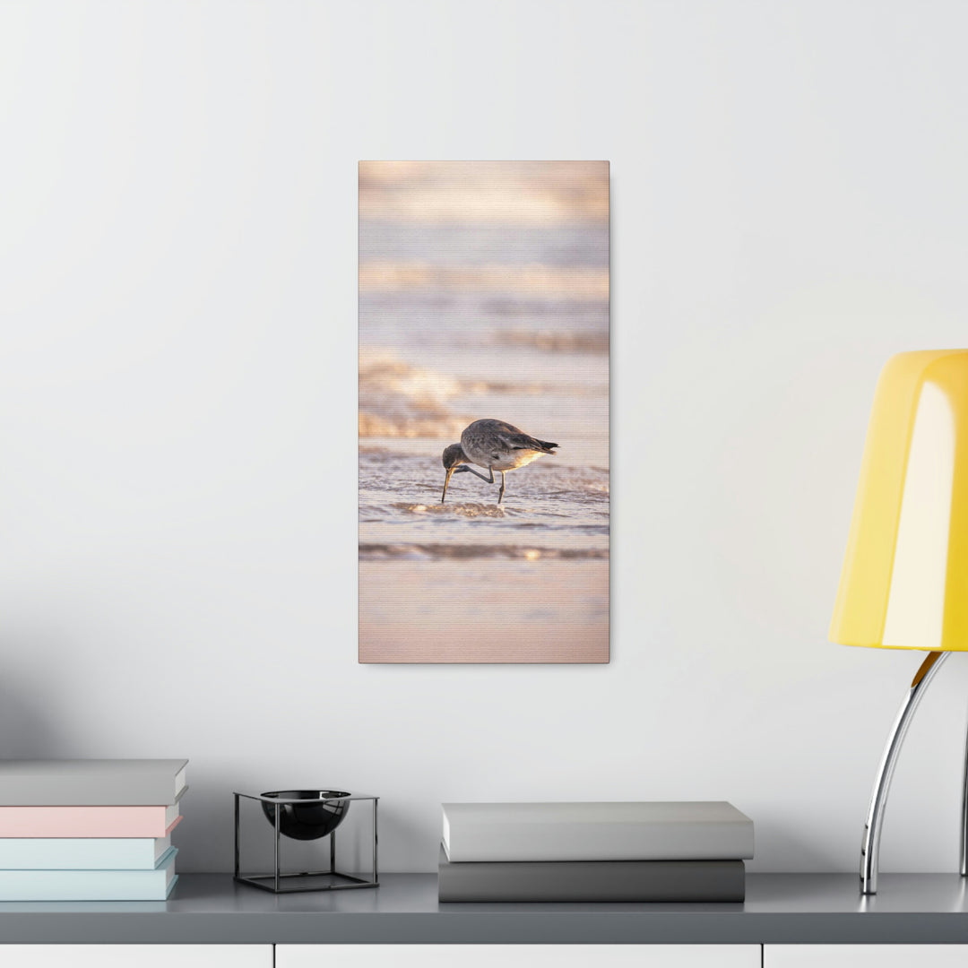 Willet Itch - Canvas