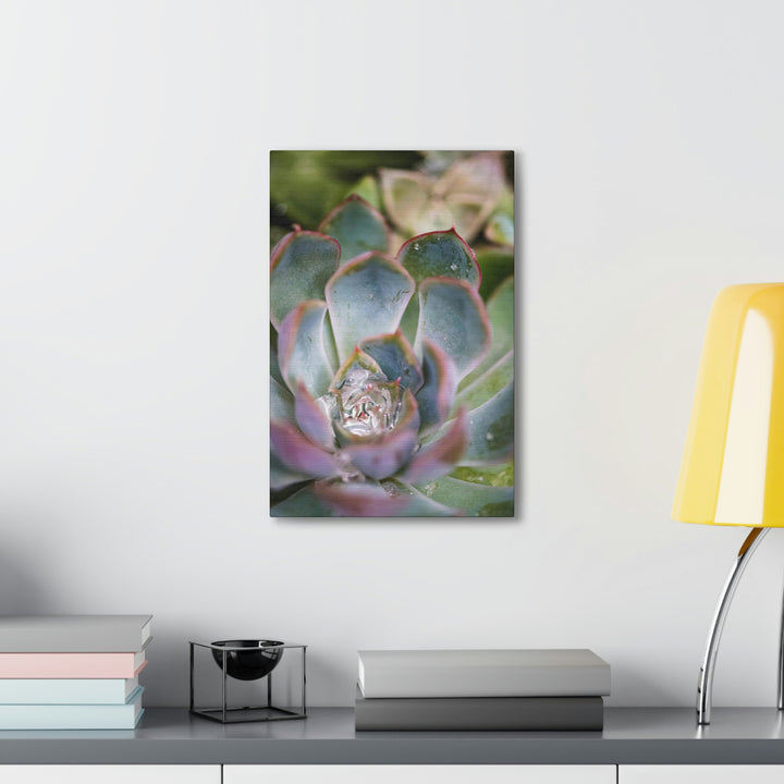 Stunning Succulent - Canvas