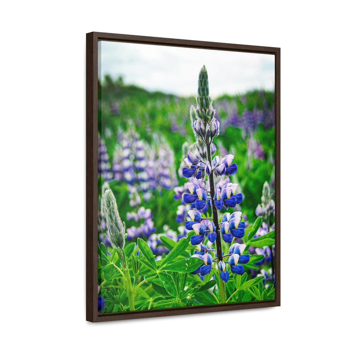 Glowing Lupin - Canvas with Frame