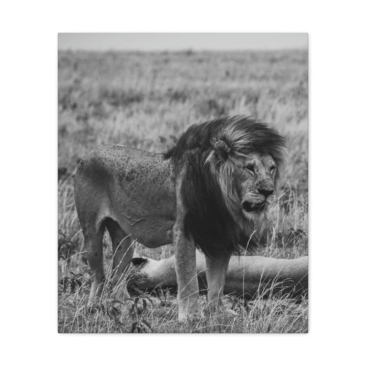 Mating Lions in Black and White - Canvas