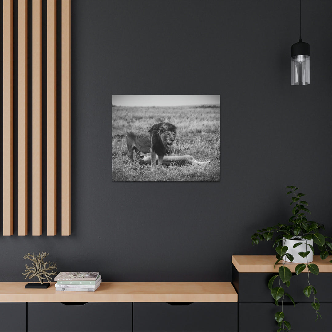 Mating Lions in Black and White - Canvas