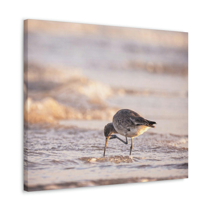 Willet Itch - Canvas