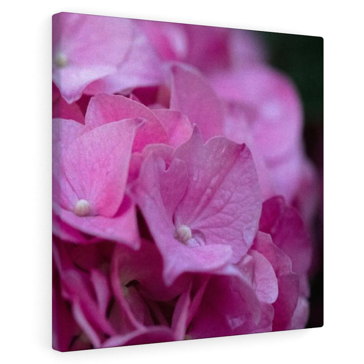 Pink Hydrangea Detail - Canvas