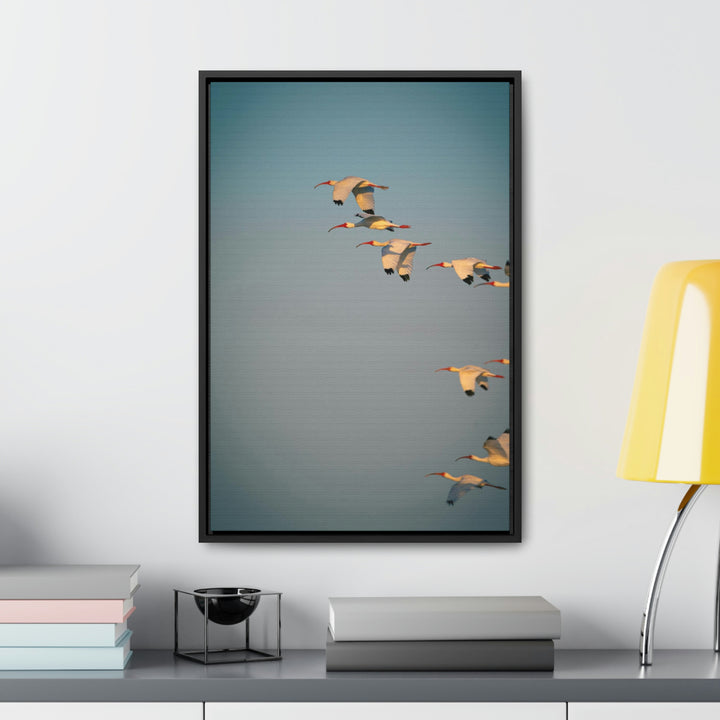 White Ibis in Flight - Canvas with Frame