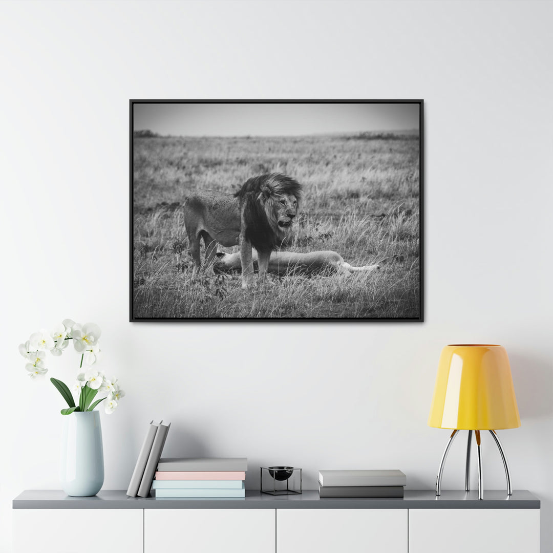 Mating Lions in Black and White - Canvas with Frame