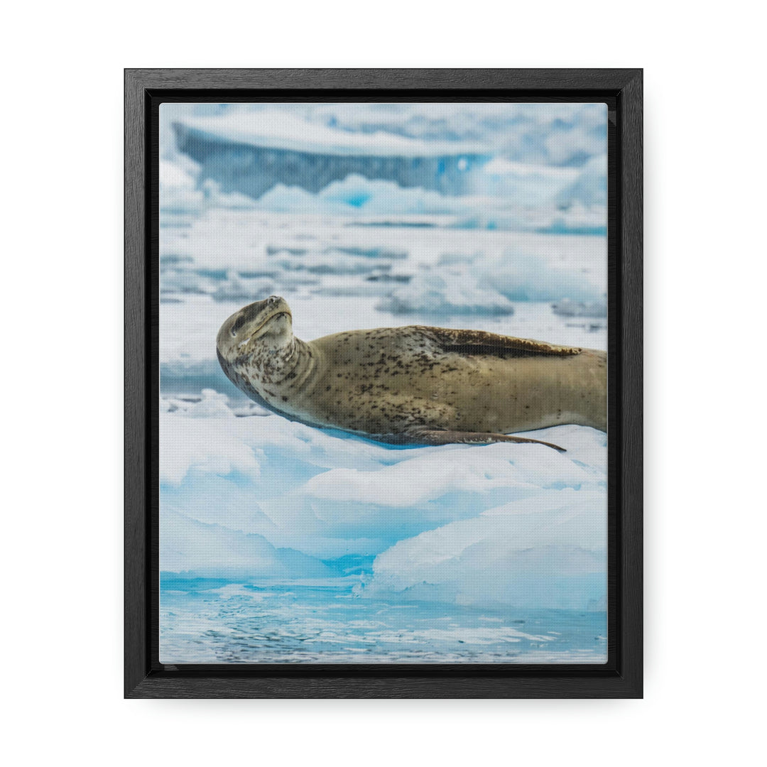 Leopard Seal Relaxing - Canvas with Frame