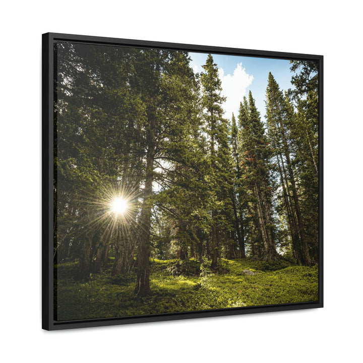 Forest Light - Canvas with Frame