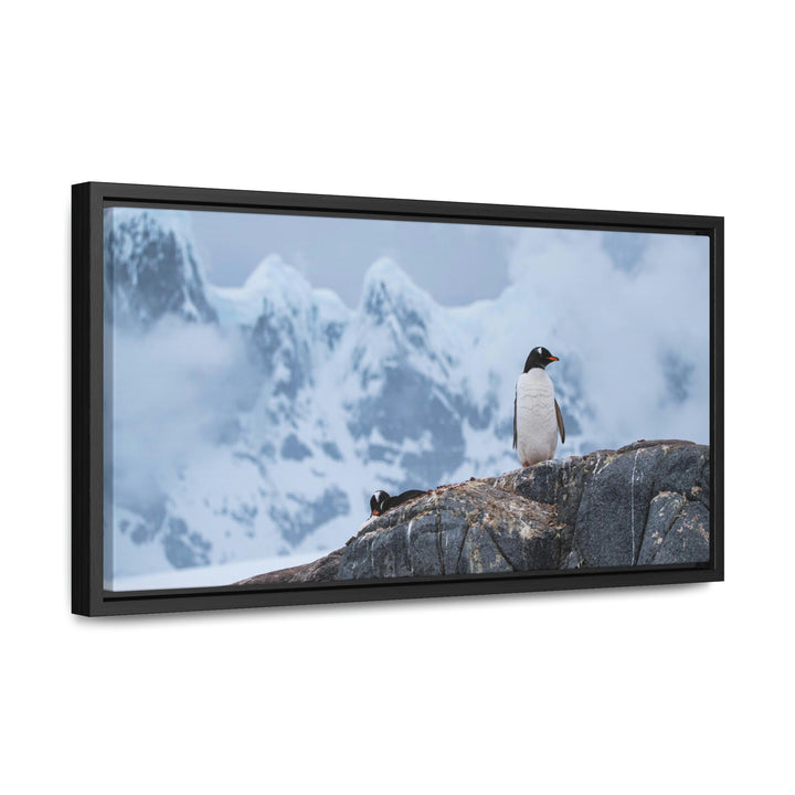 Poised Penguin - Canvas with Frame