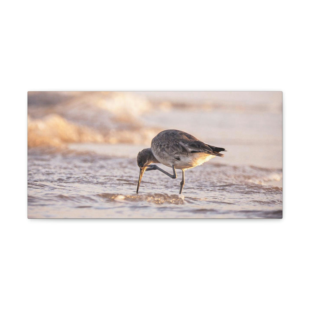 Willet Itch - Canvas