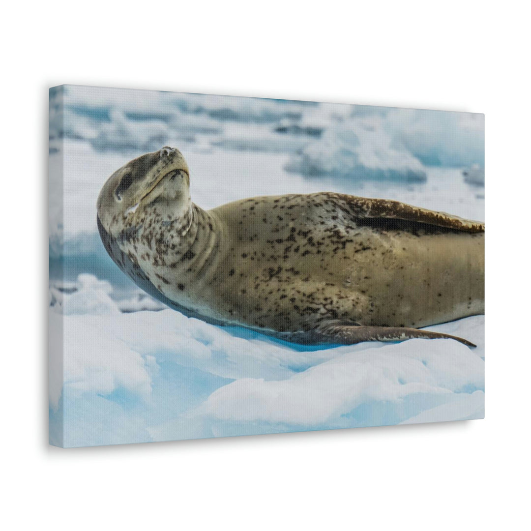 Leopard Seal Relaxing - Canvas