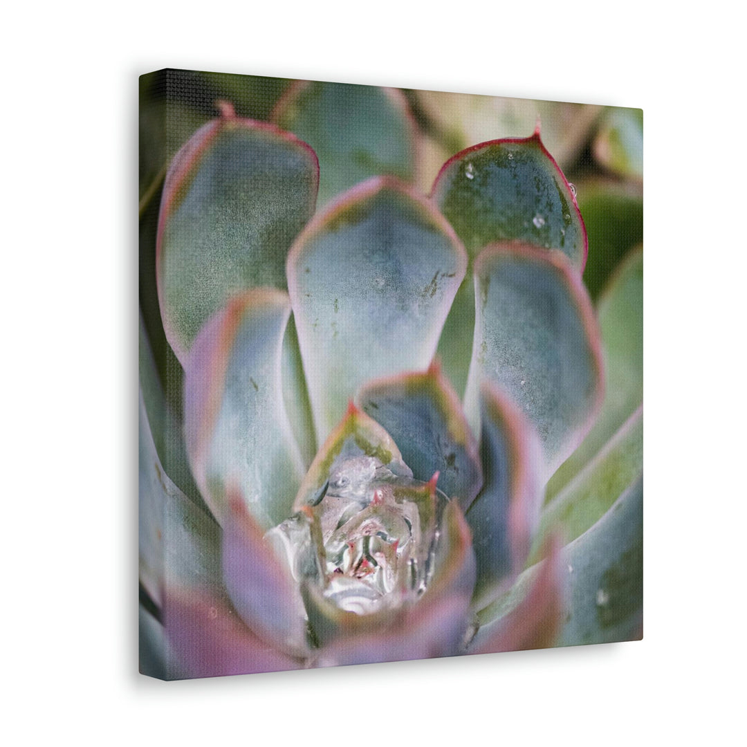 Stunning Succulent - Canvas